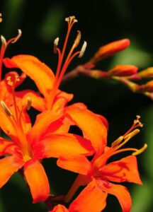 Crocosmia