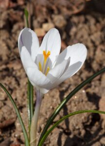 Crocus chrysanthus