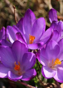 Crocus vernus