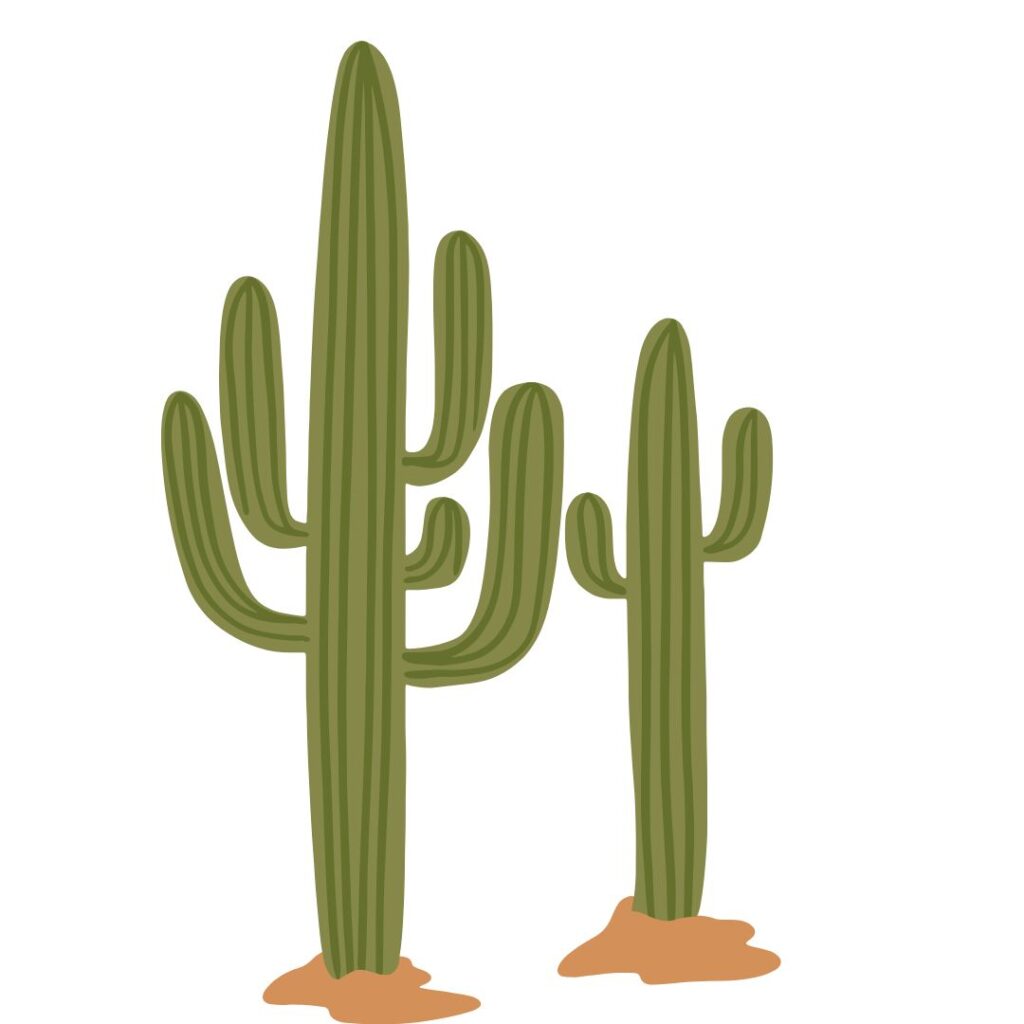 Cactus