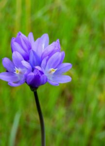 Dichelostemma ida-maia