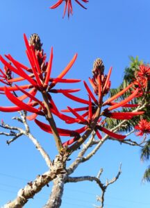 Erythrina crista-galli