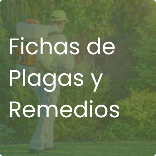 Fichas de Plagas y Remedios