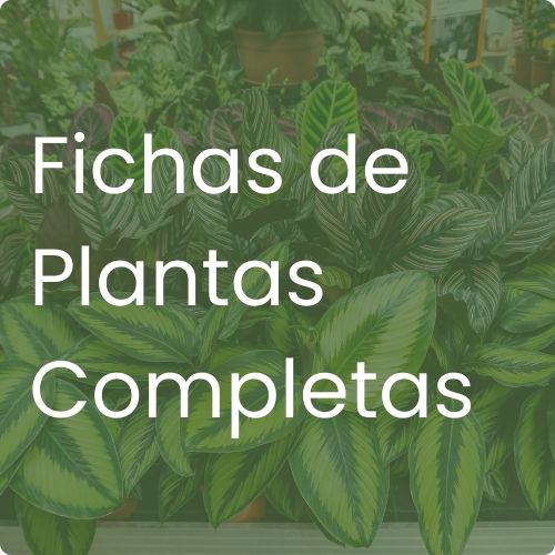 Fichas de Plantas