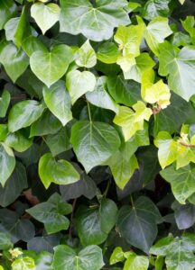 Hedera helix