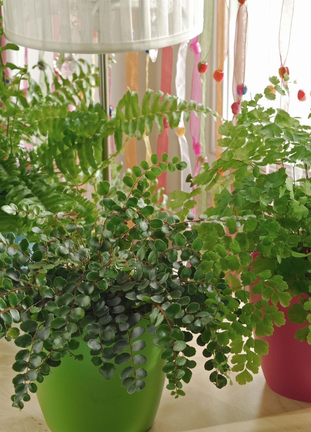 Imagen de la planta 1