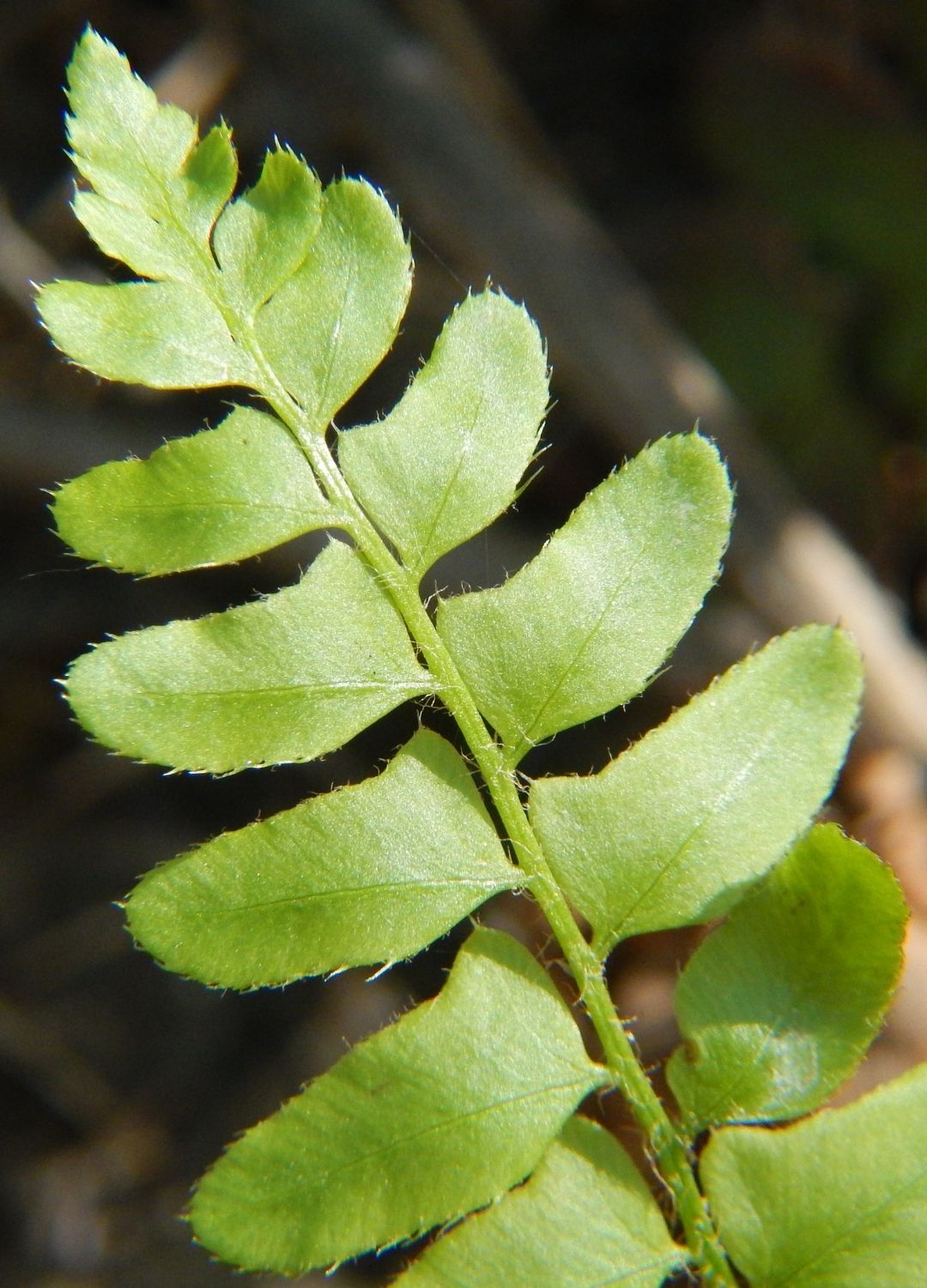 Imagen de la planta 2