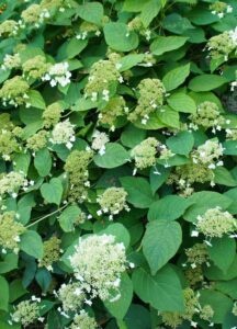 Hydrangea anomala