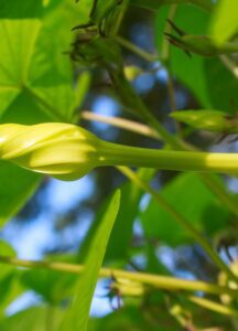 Ipomoea alba