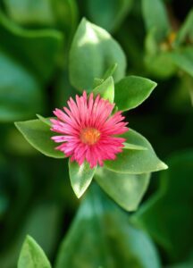 Mesembryanthemum cordifolium