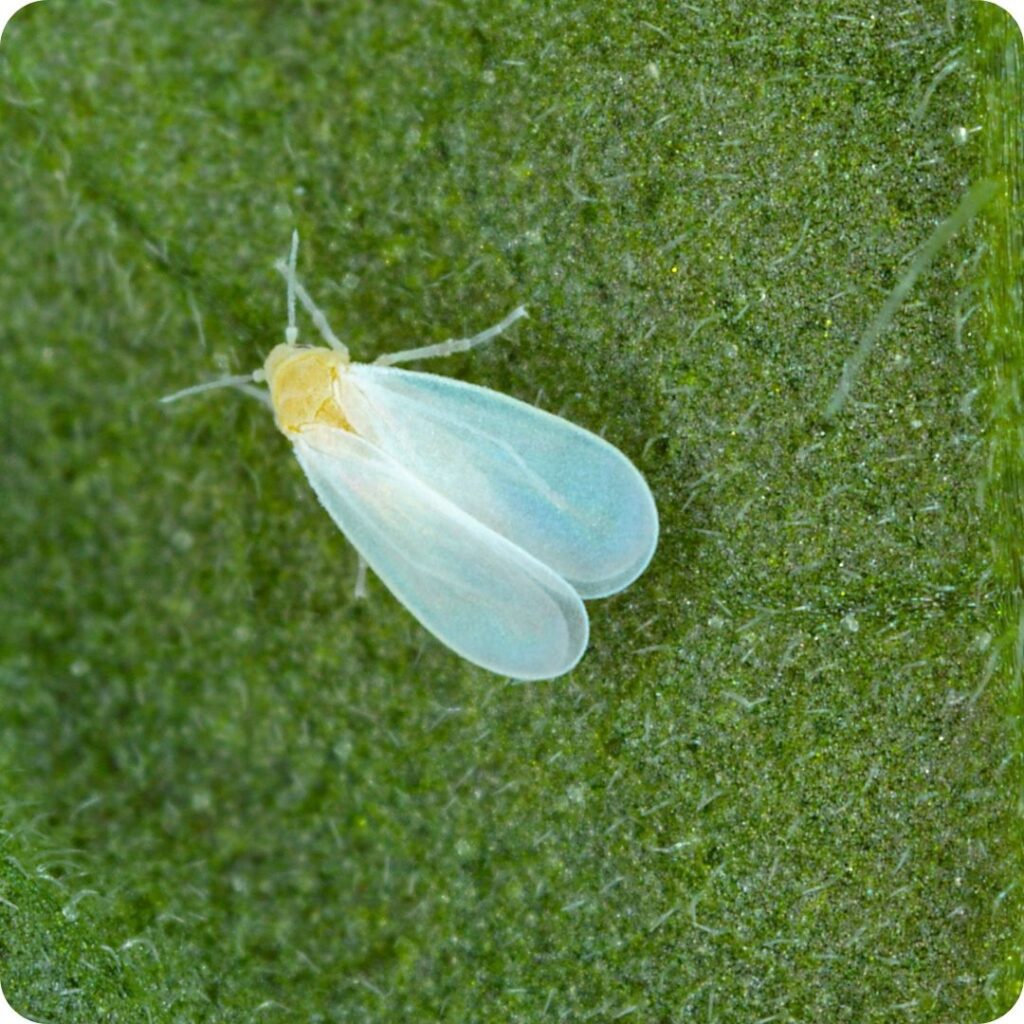 Mosca blanca
