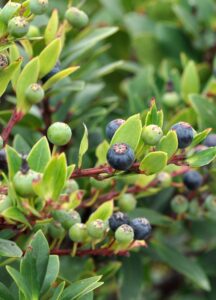 Myoporum parvifolium