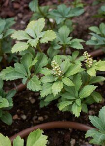 Pachysandra terminalis