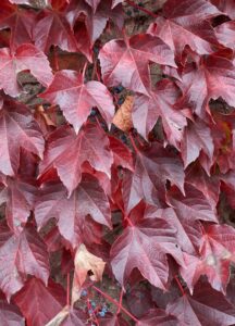 Parthenocissus tricuspidata (Parra virgen)