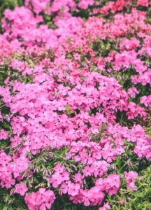 Phlox subulata