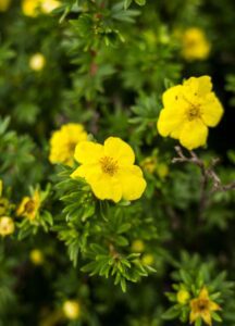 Potentilla verna