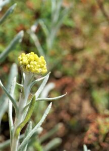 Pseudognaphalium luteoalbum