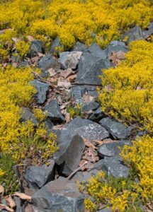 Sedum acre (Sedum dorado)