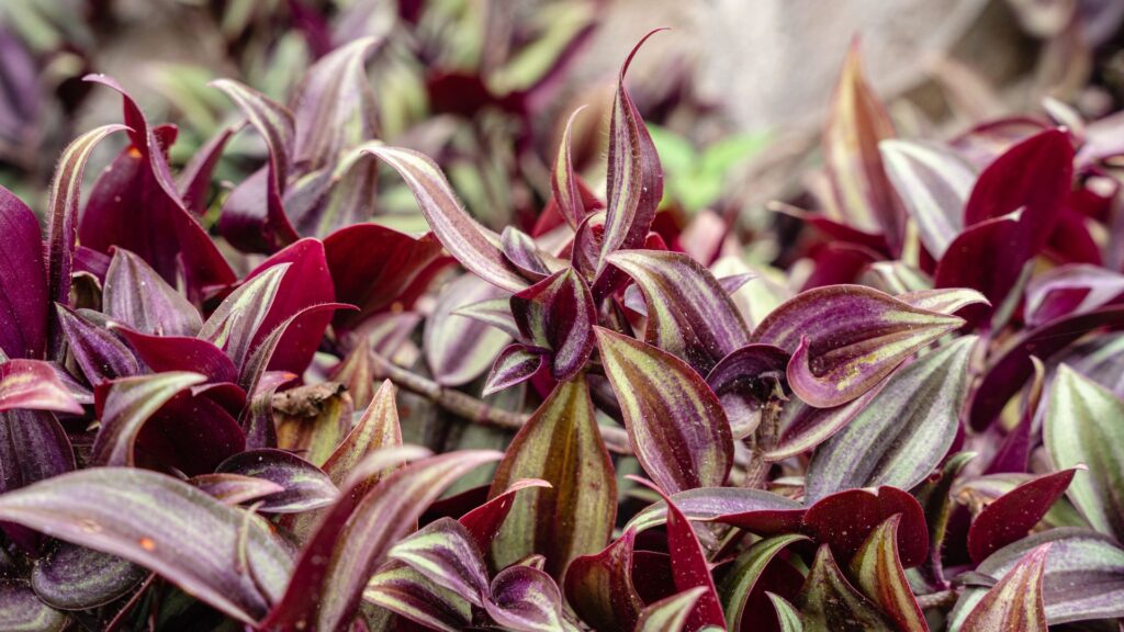 Tradescantia