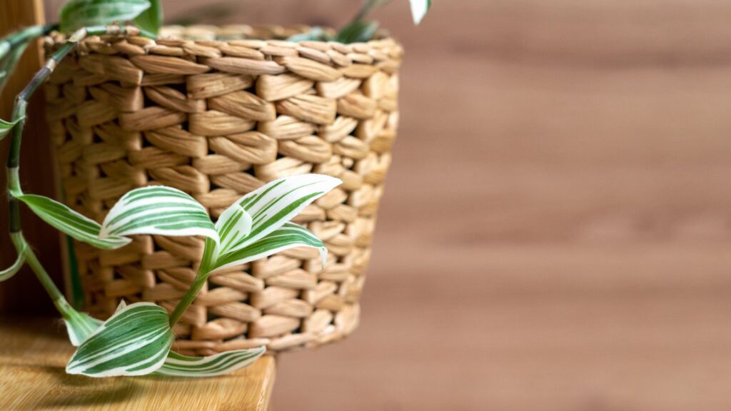 Tradescantia