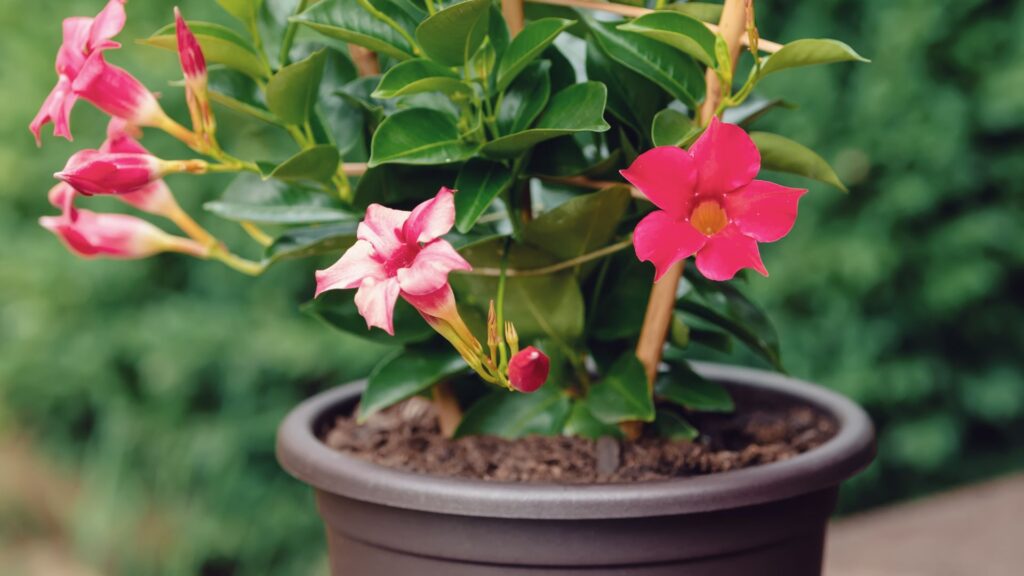 Dipladenia donde colocarla