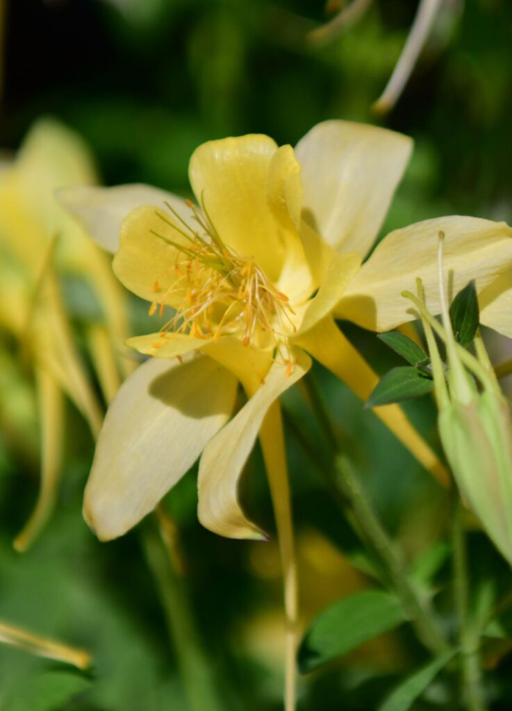 Aquilegias