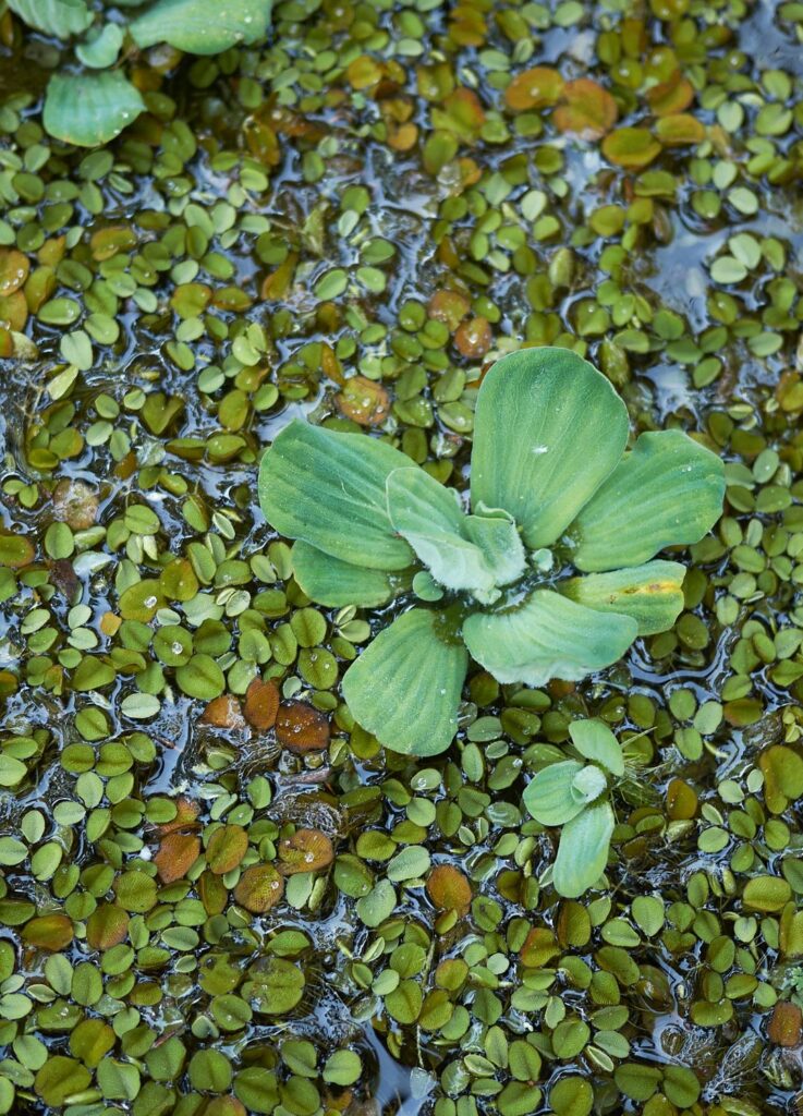 Salvinia