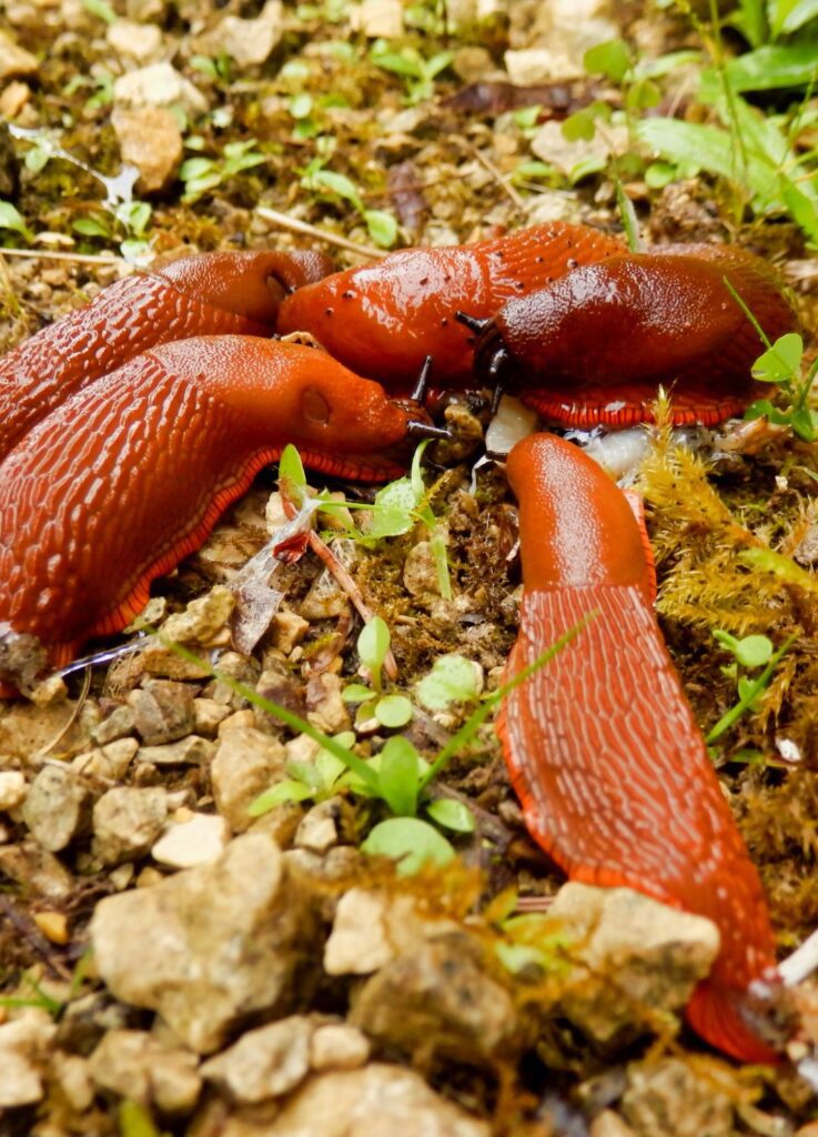 Babosa Roja