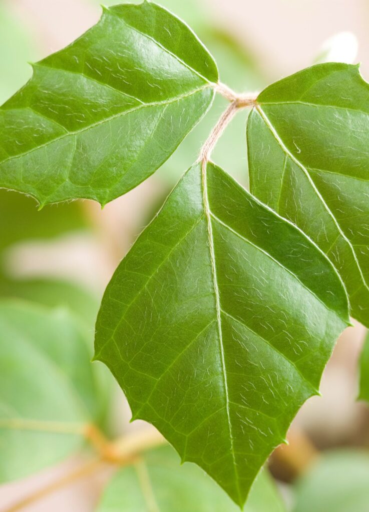 Características del Cissus