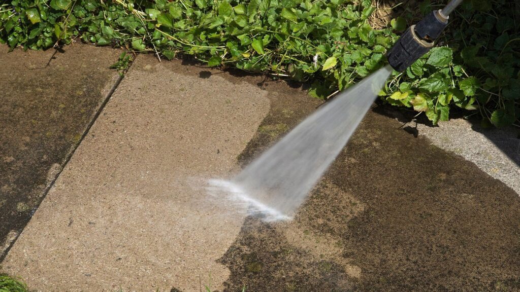 Eliminar ácaro blanco de tus plantas