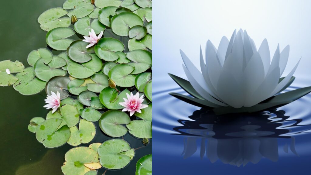 Diferencias entre Nenúfar y flor de loto