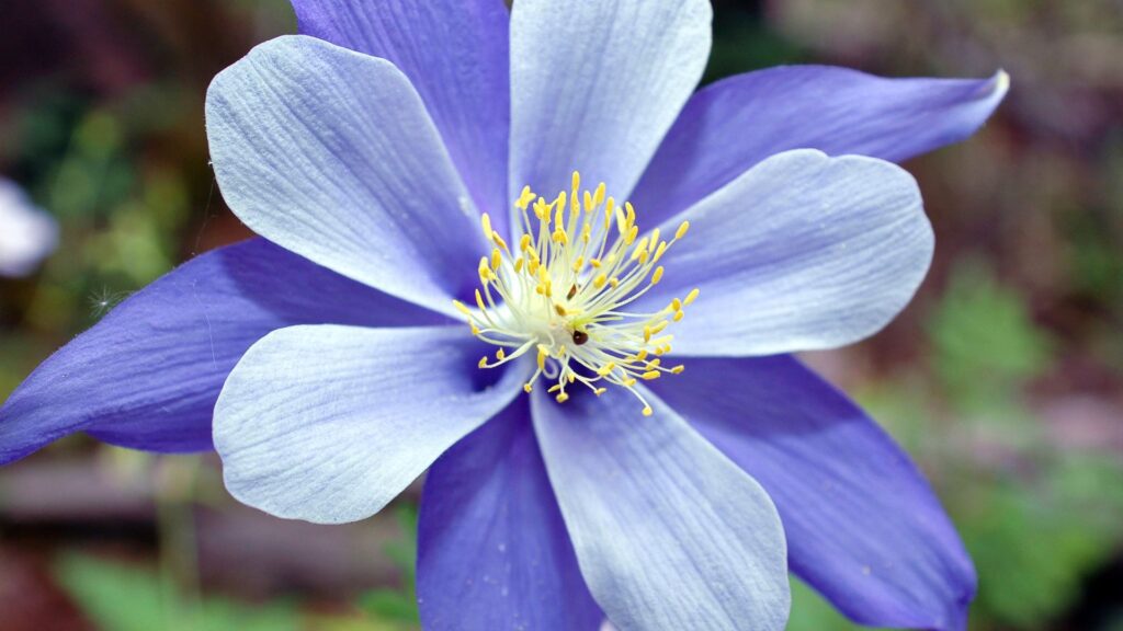 Aquilegia